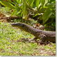 The lizard which was mistaken for a crocodile!